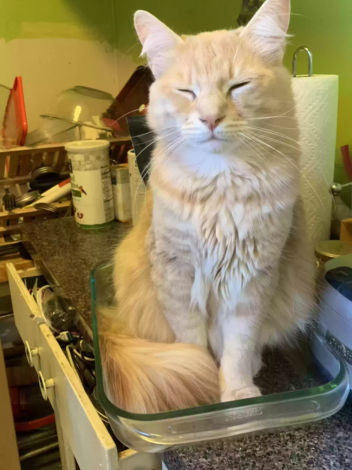 Lost cat in Schenevus, NY, 12155