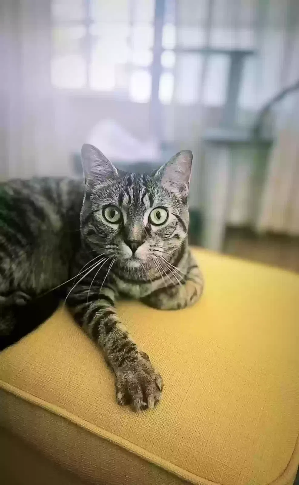Lost cat in Seattle, WA, 98126
