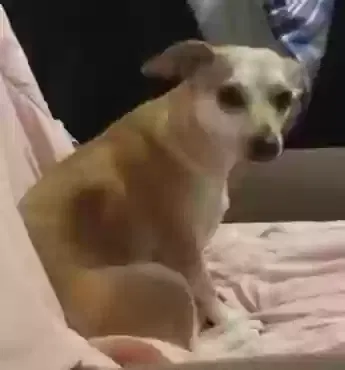 Lost dog in Wichita, KS, 67213