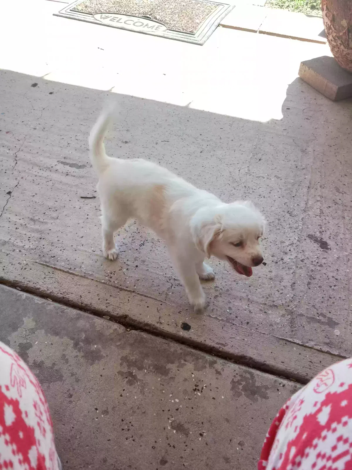 Lost dog in Phoenix, AZ, 85035