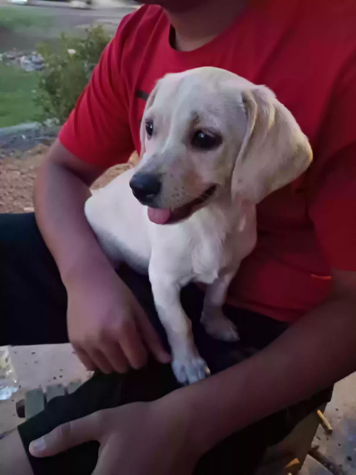 Lost dog in Phoenix, AZ, 85035