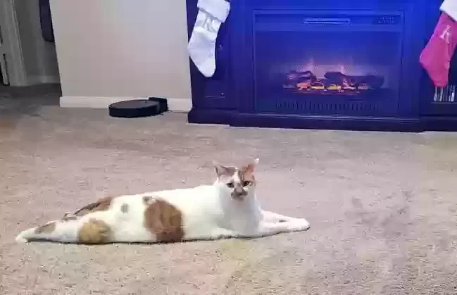 Lost cat in Princeton, TX, 75407
