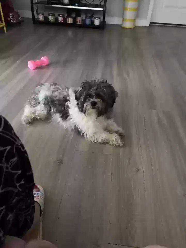 Lost dog in Nashville, TN, 37207