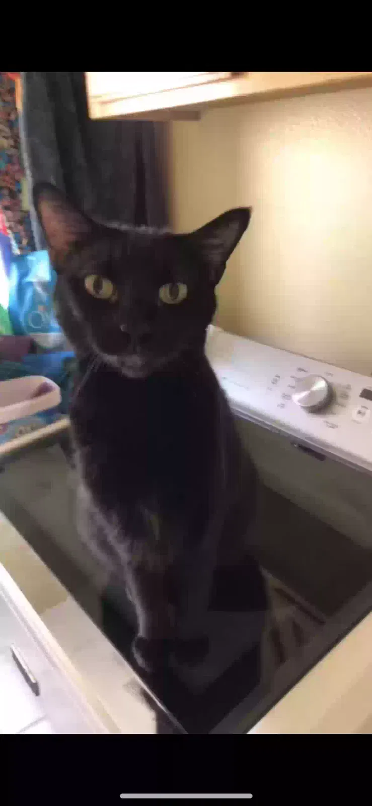 Lost cat in Huntington Beach, CA, 92647