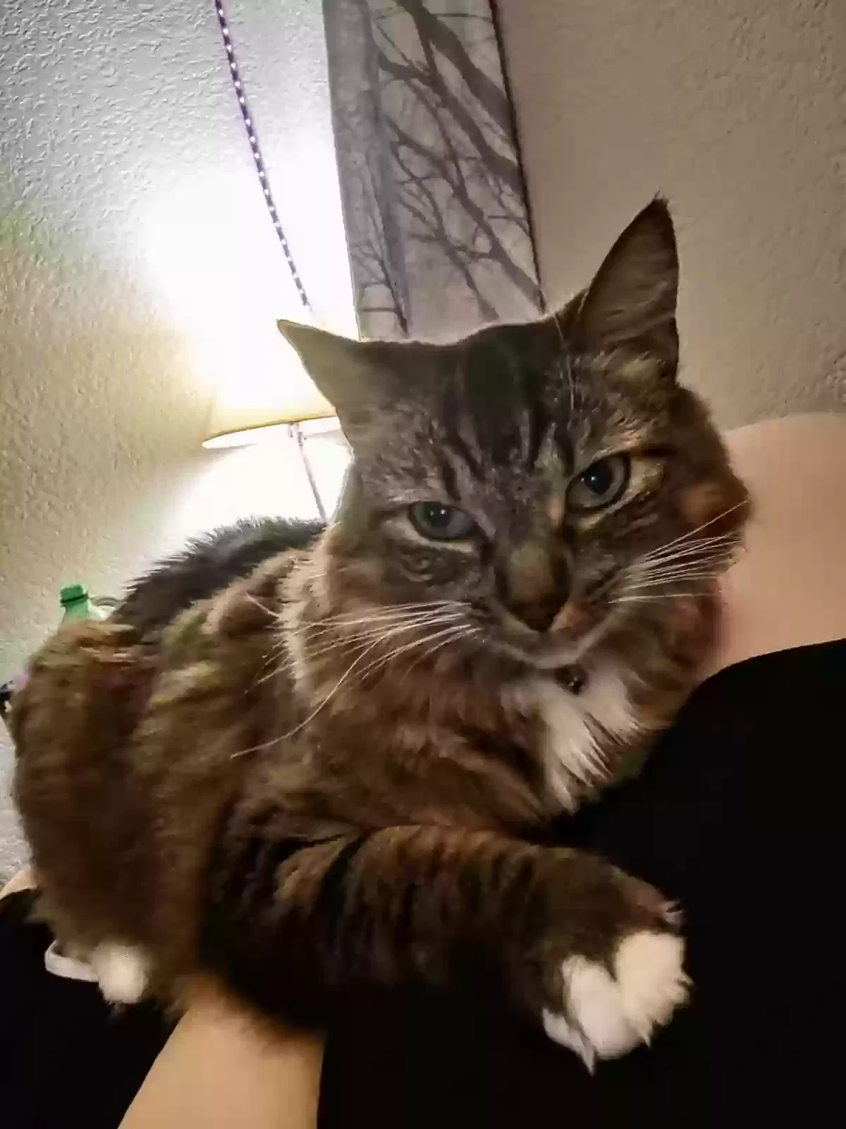 Lost cat in Tempe, AZ, 85283