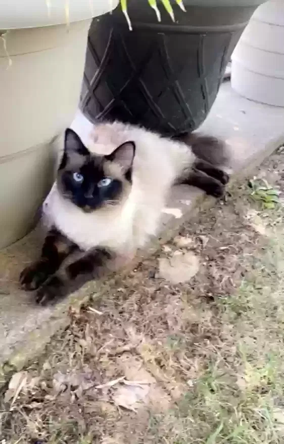 Lost cat in Wilburton, OK, 74578
