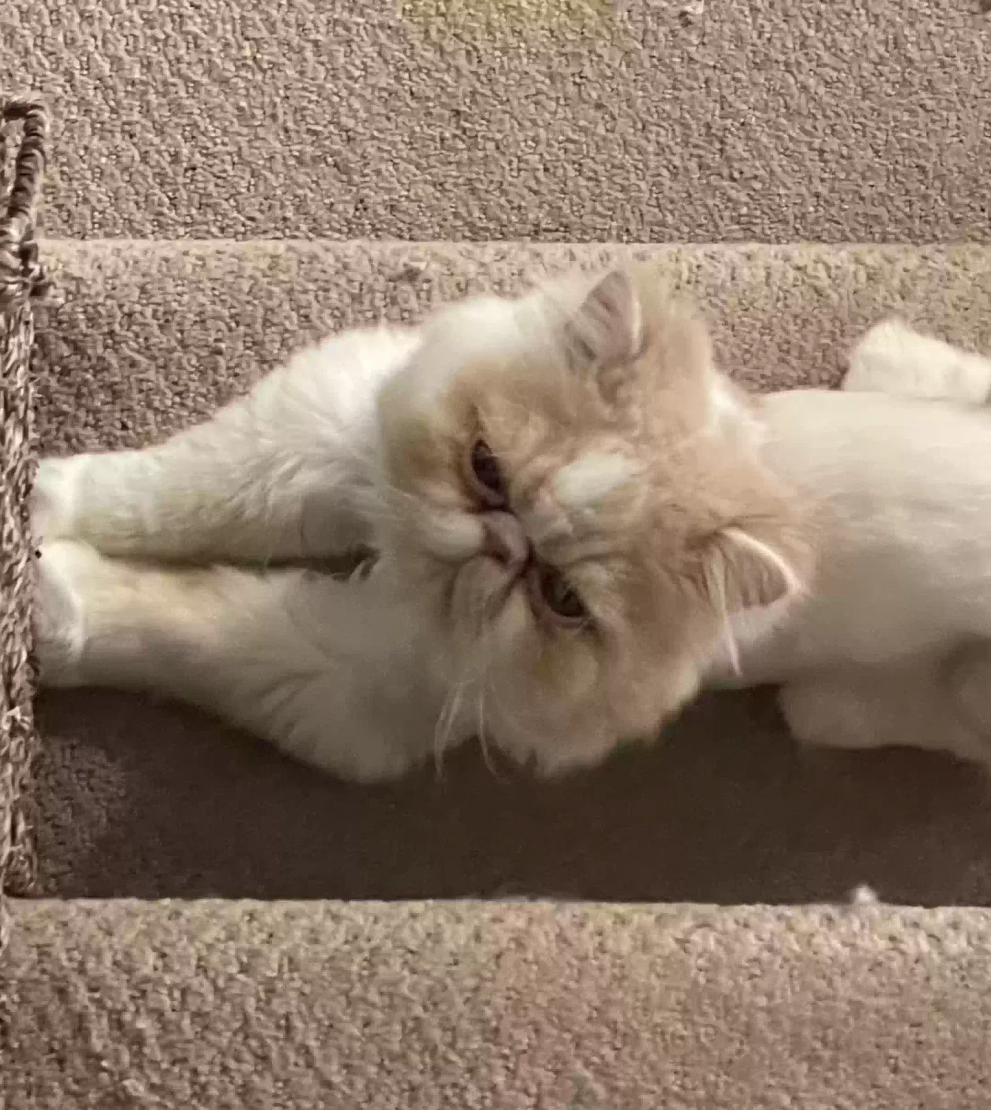 Lost cat in Snoqualmie, WA, 98065