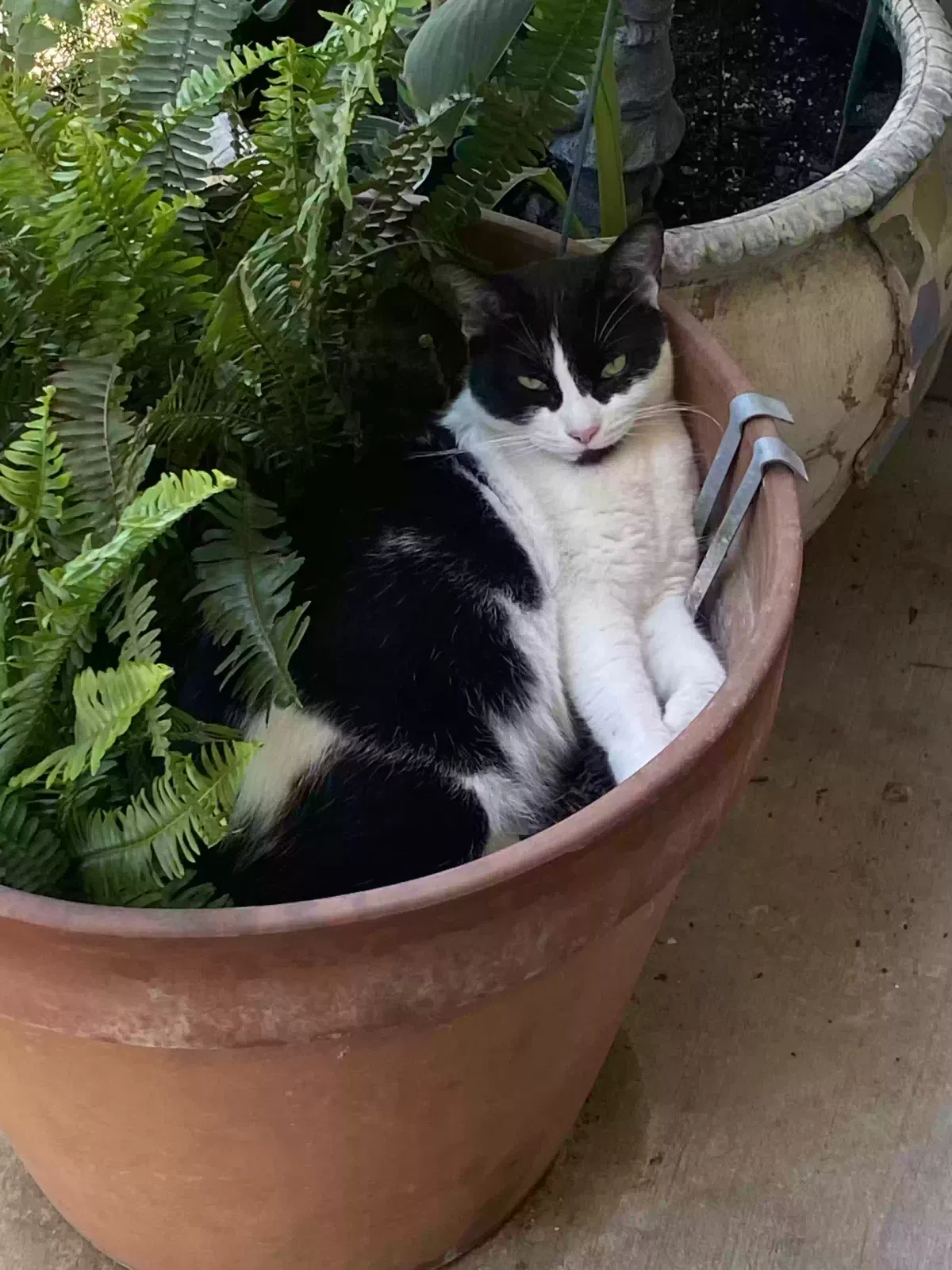 Lost cat in San Antonio, TX, 78242
