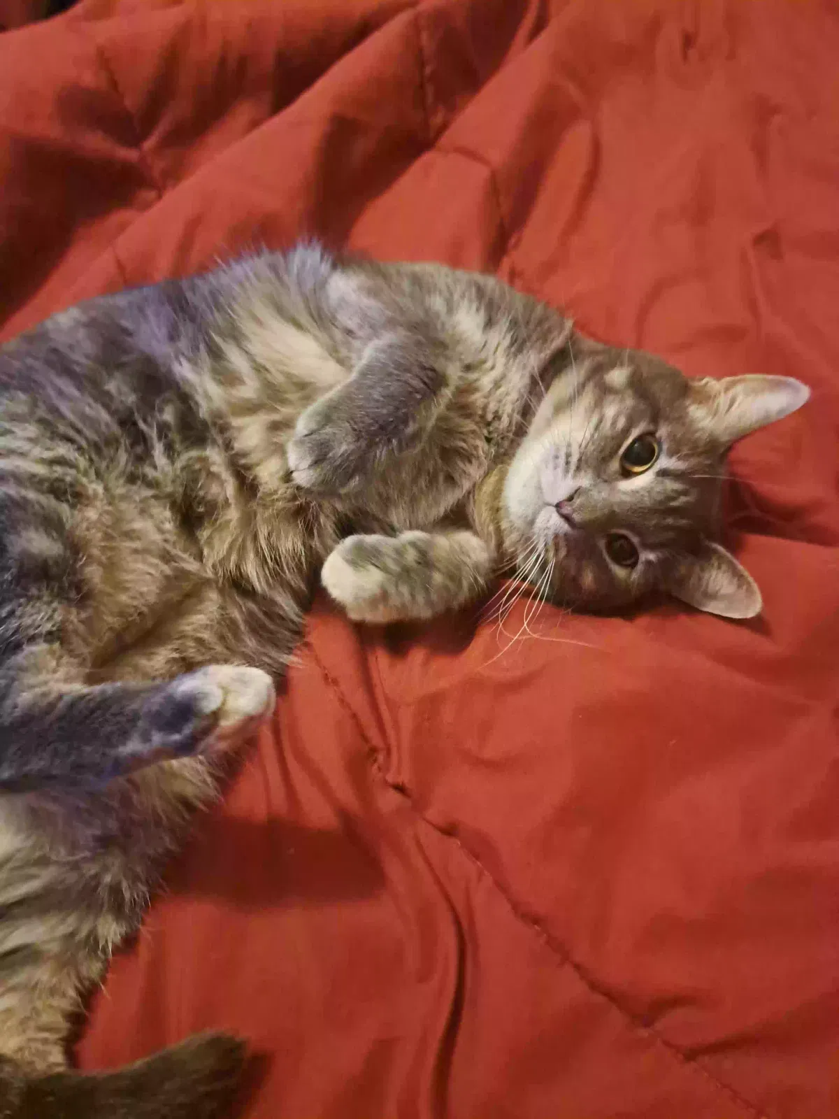 Lost cat in New Braunfels, TX, 78130