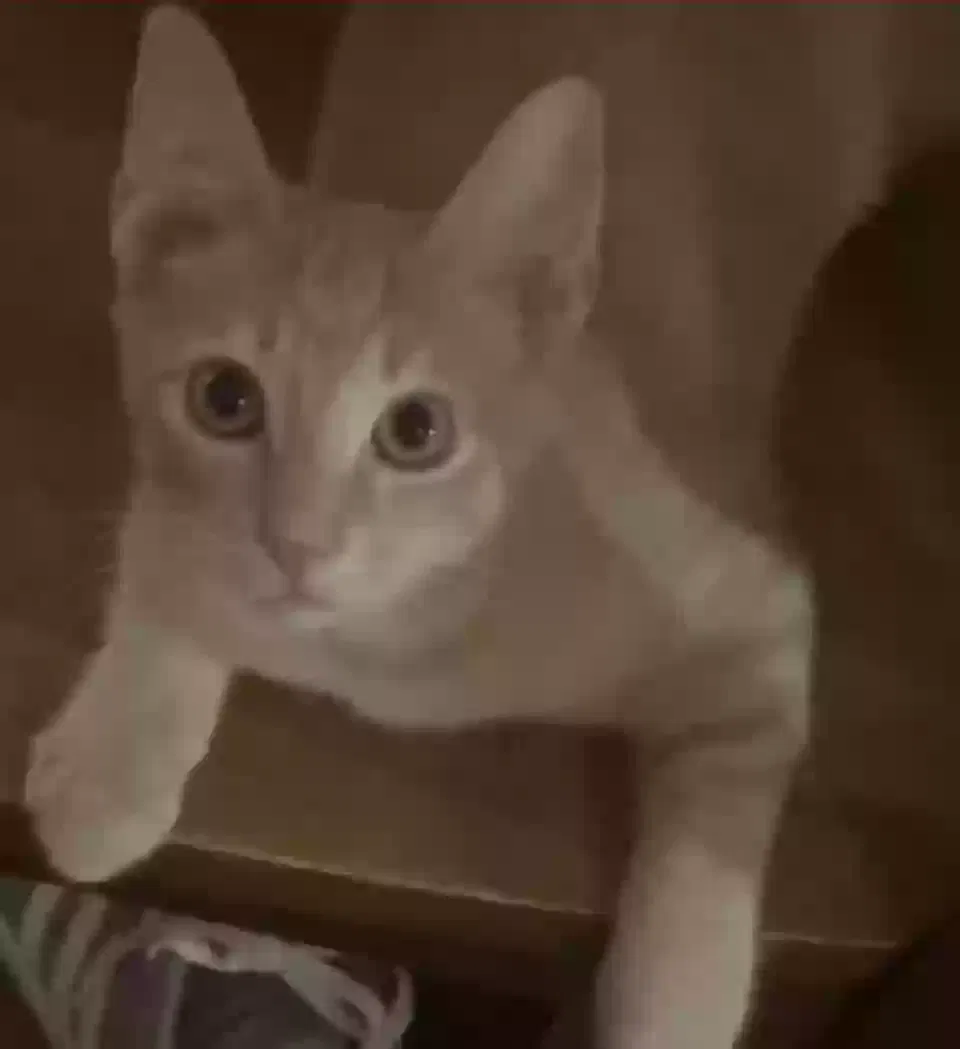 Lost cat in San Antonio, TX, 78244