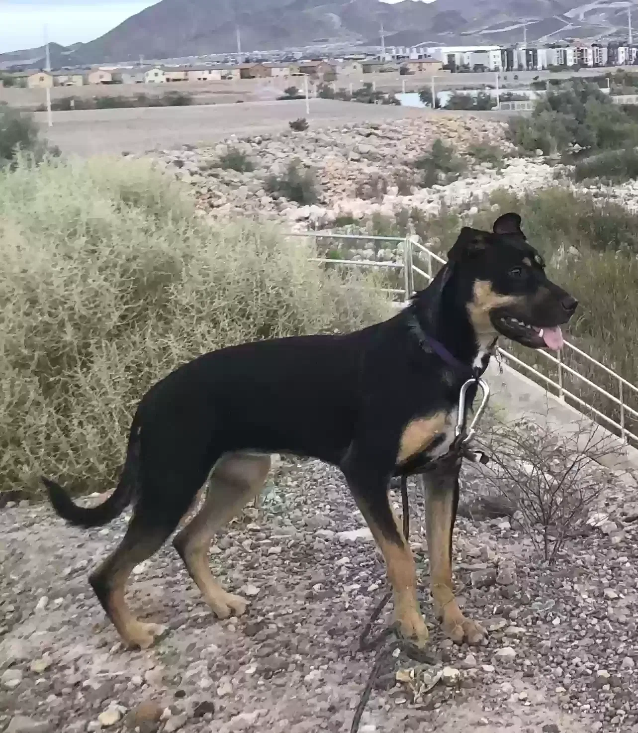 Lost dog in Las Vegas, NV, 89120