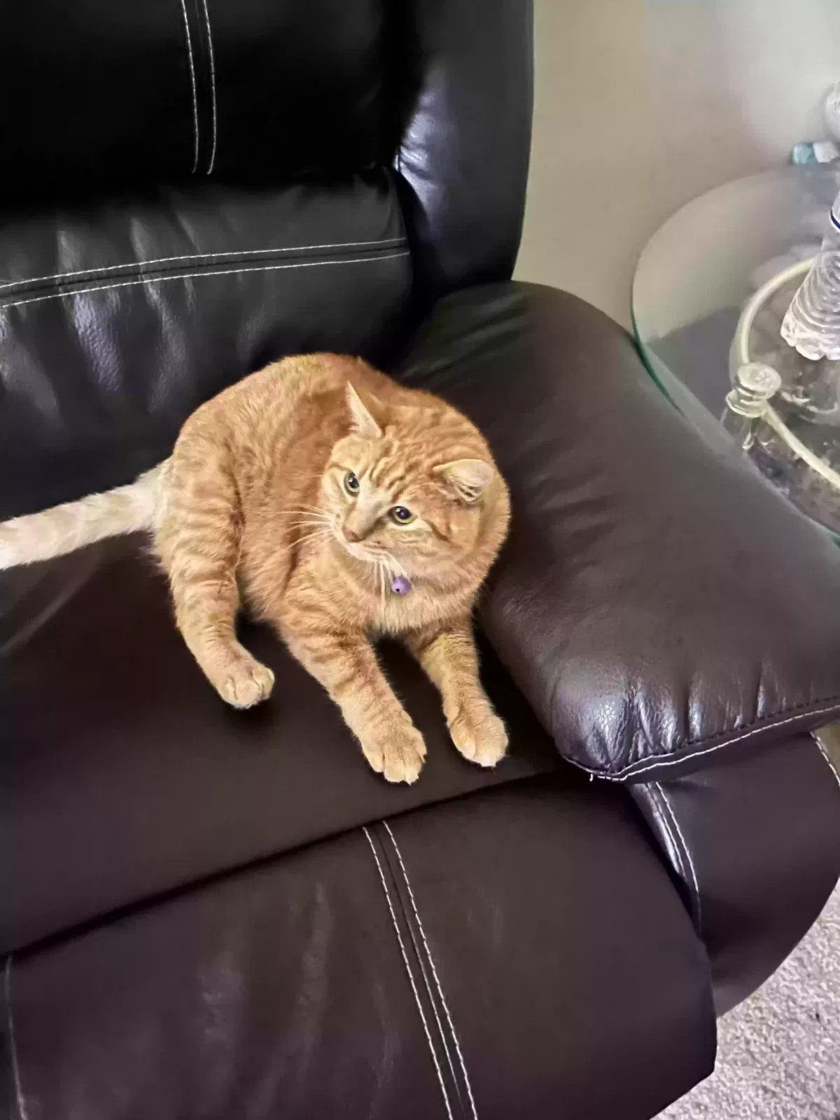 Lost cat in Woodland Hills, CA, 91364
