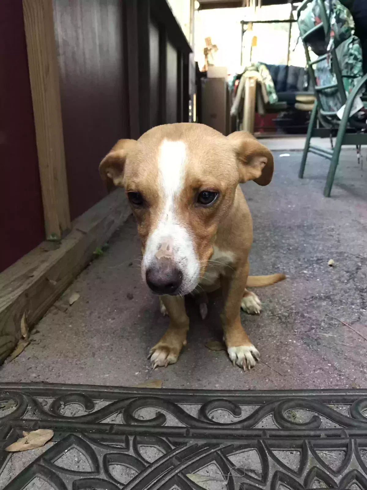 Found dog in Phenix City, AL, 36869