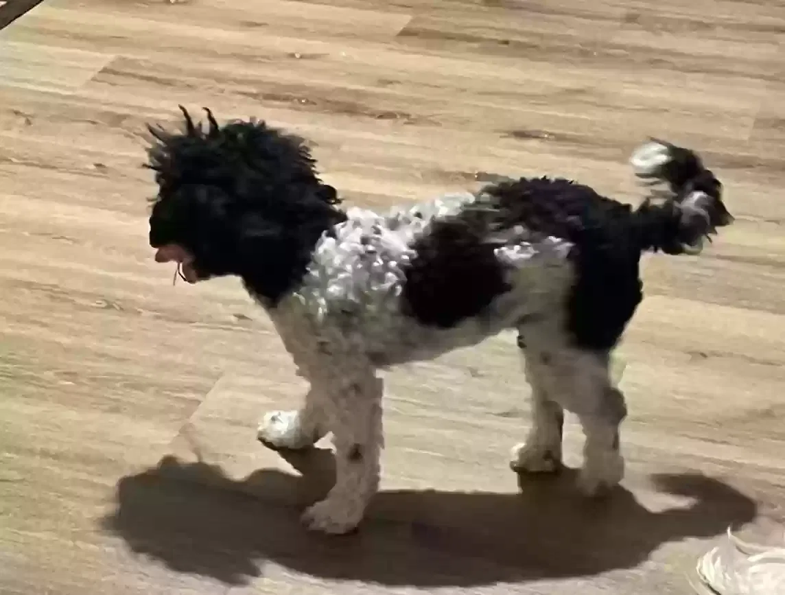 Lost dog in Kissimmee, FL, 34758