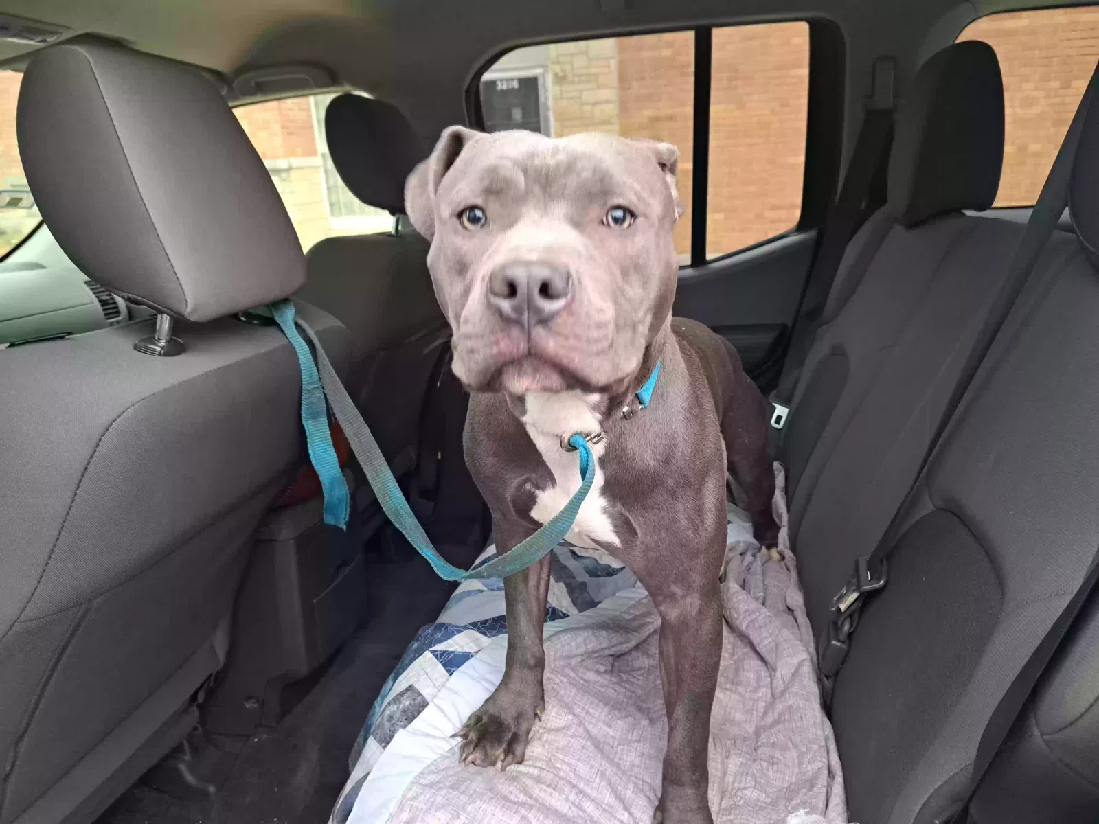 Found dog in Chicago, IL, 60652
