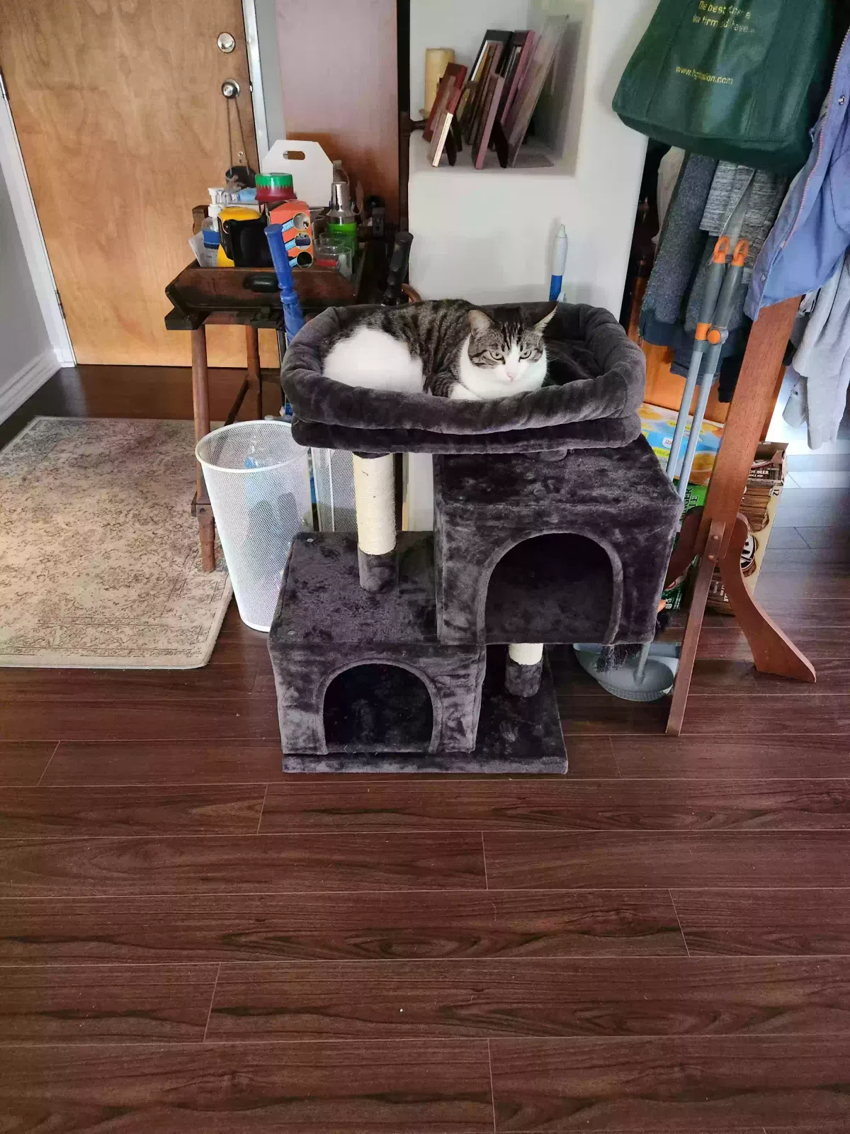 Lost cat in Los Angeles, CA, 90025