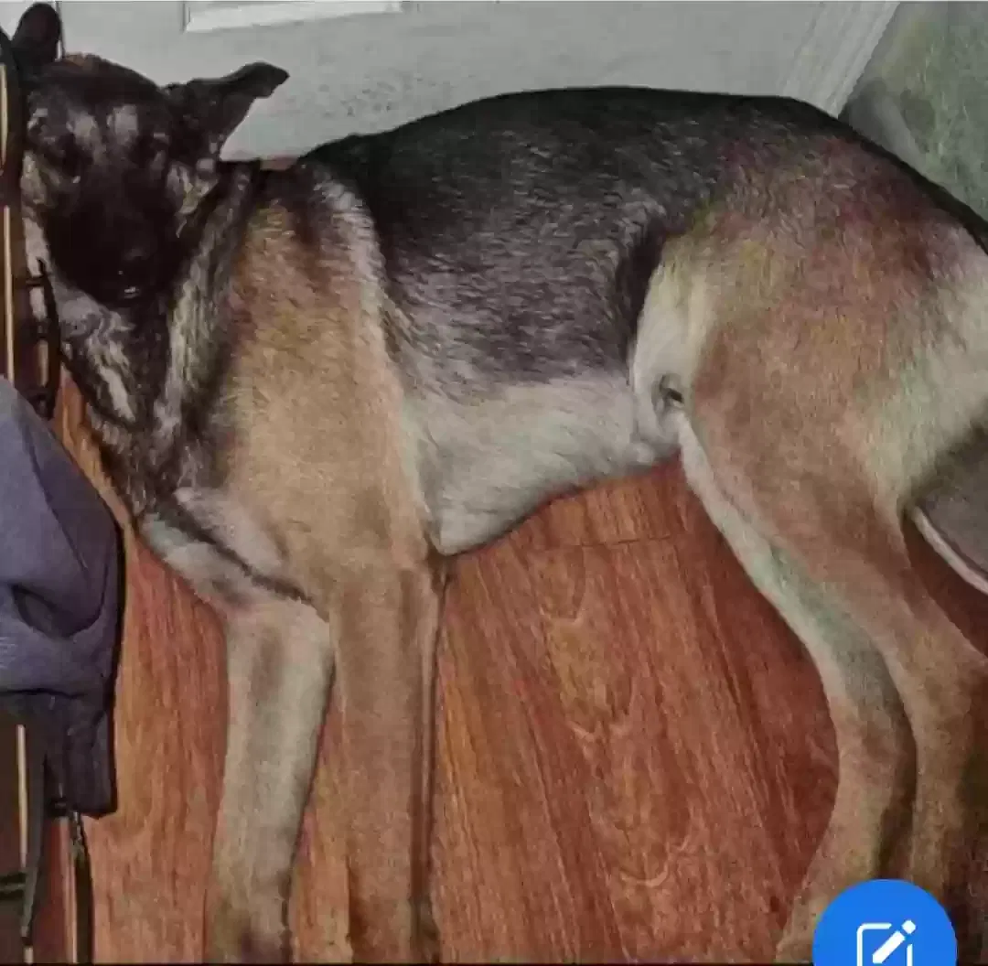 Lost dog in Belle Plaine, KS, 67013