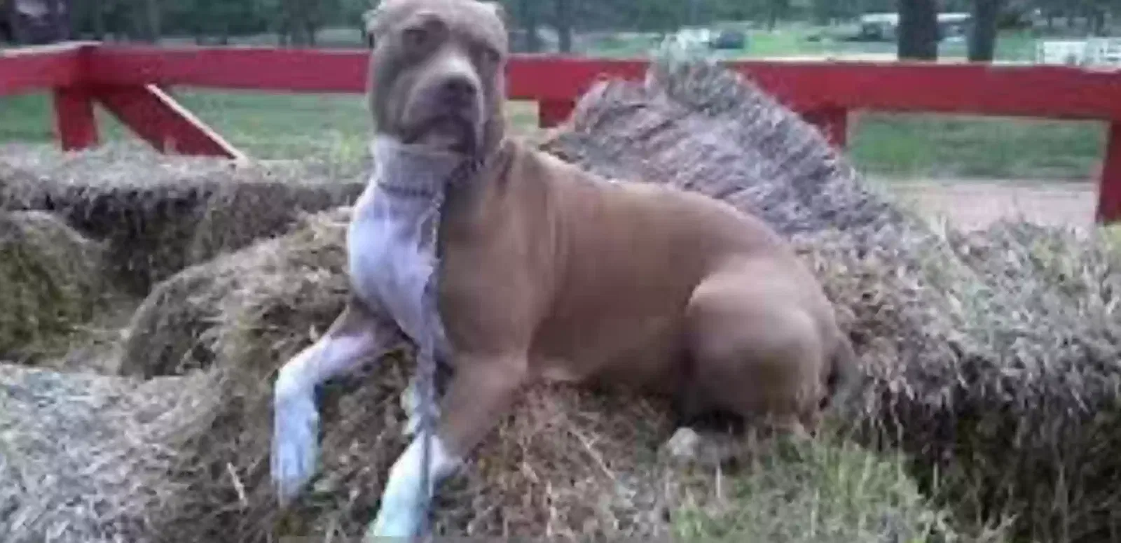 Lost dog in Colorado Springs, CO, 80906