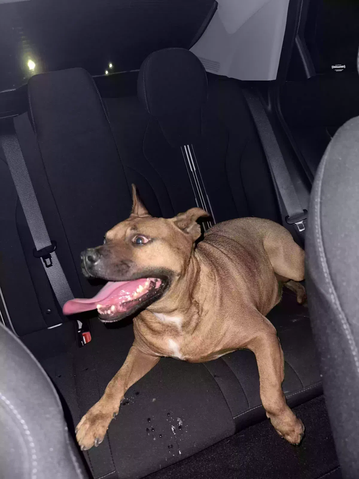 Found dog in Bryson City, NC, 28713