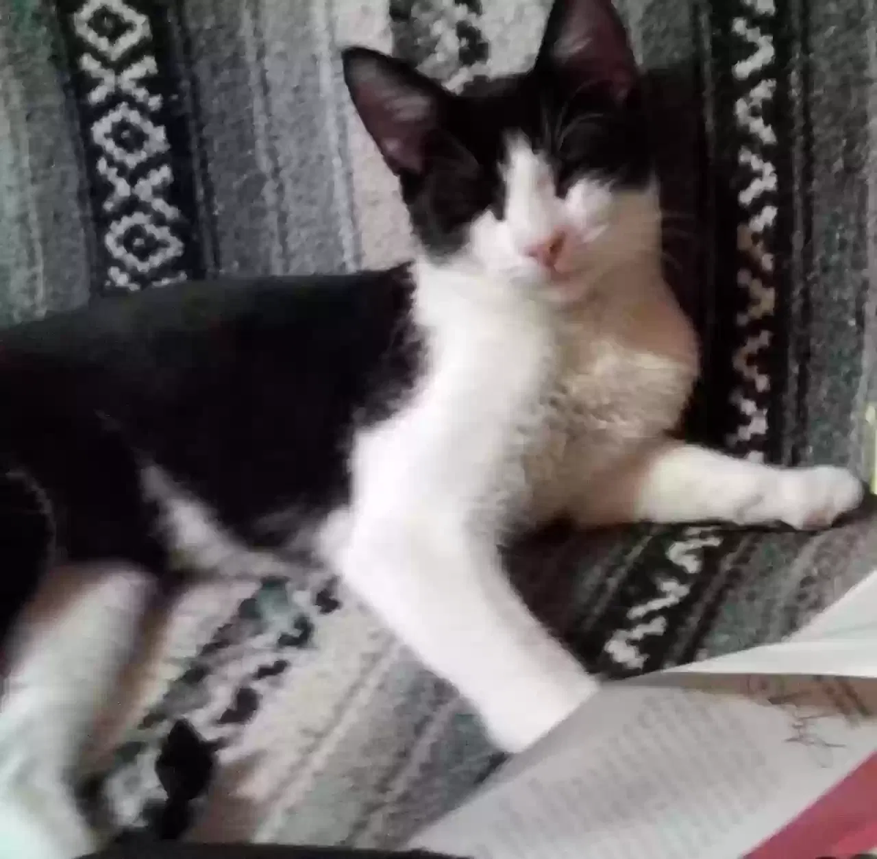 Lost cat in Vancouver, WA, 98684