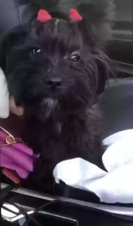 Lost dog in Saint Louis, MO, 63136