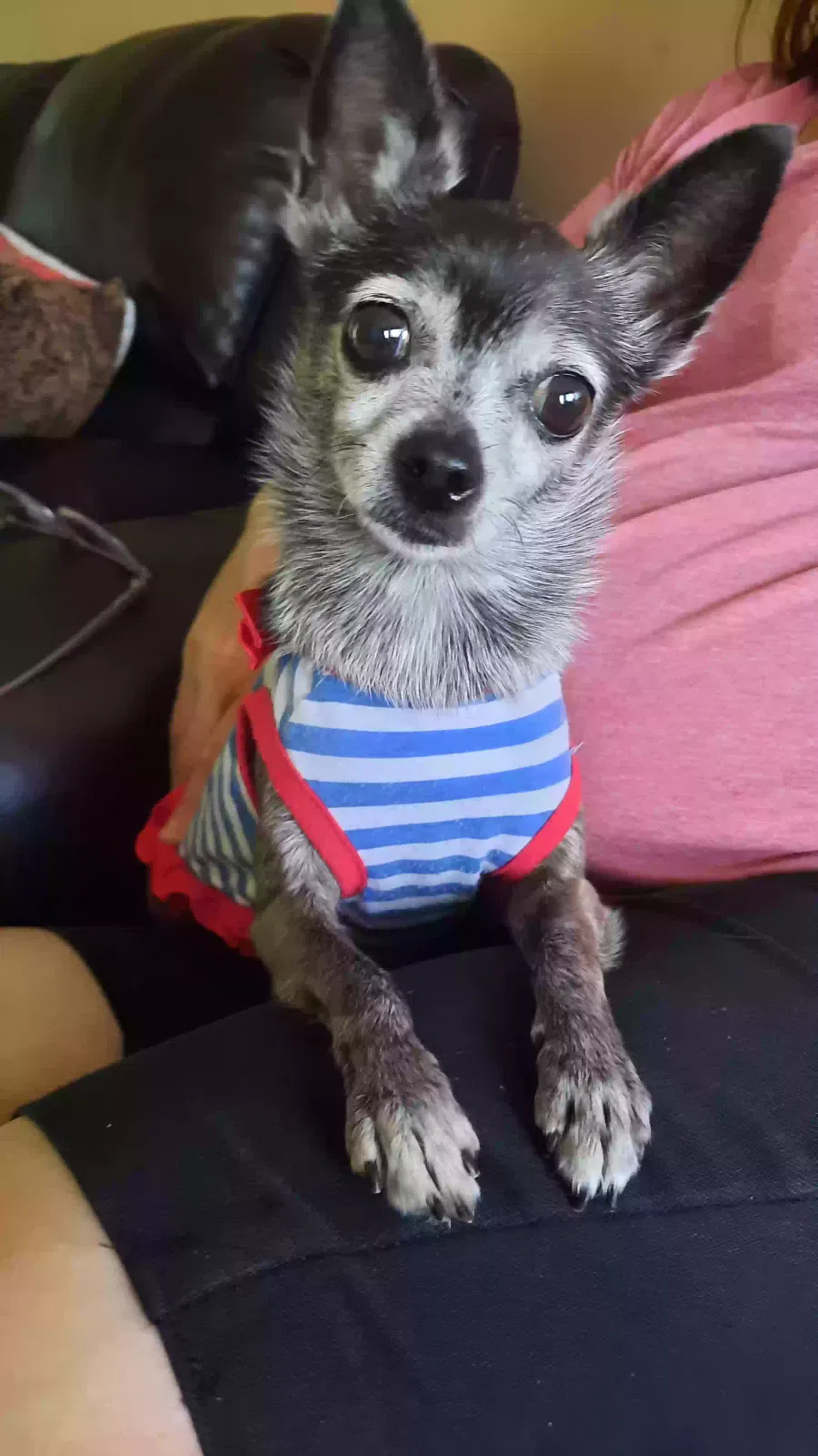 Lost dog in Fort Lauderdale, FL, 33317