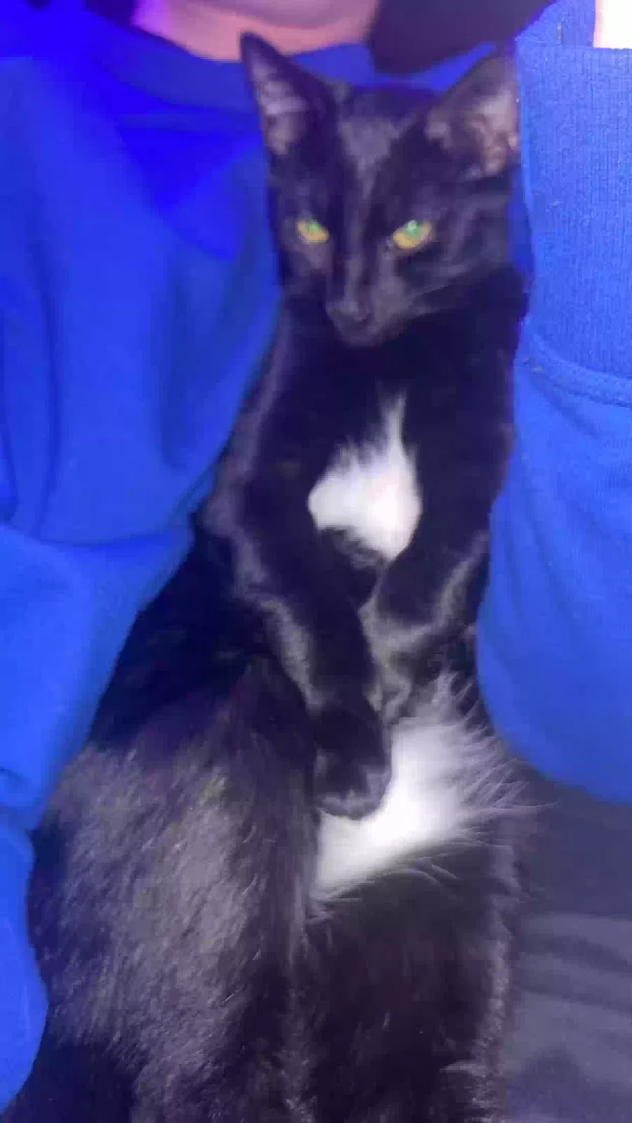 Lost cat in Garrett, IN, 46738