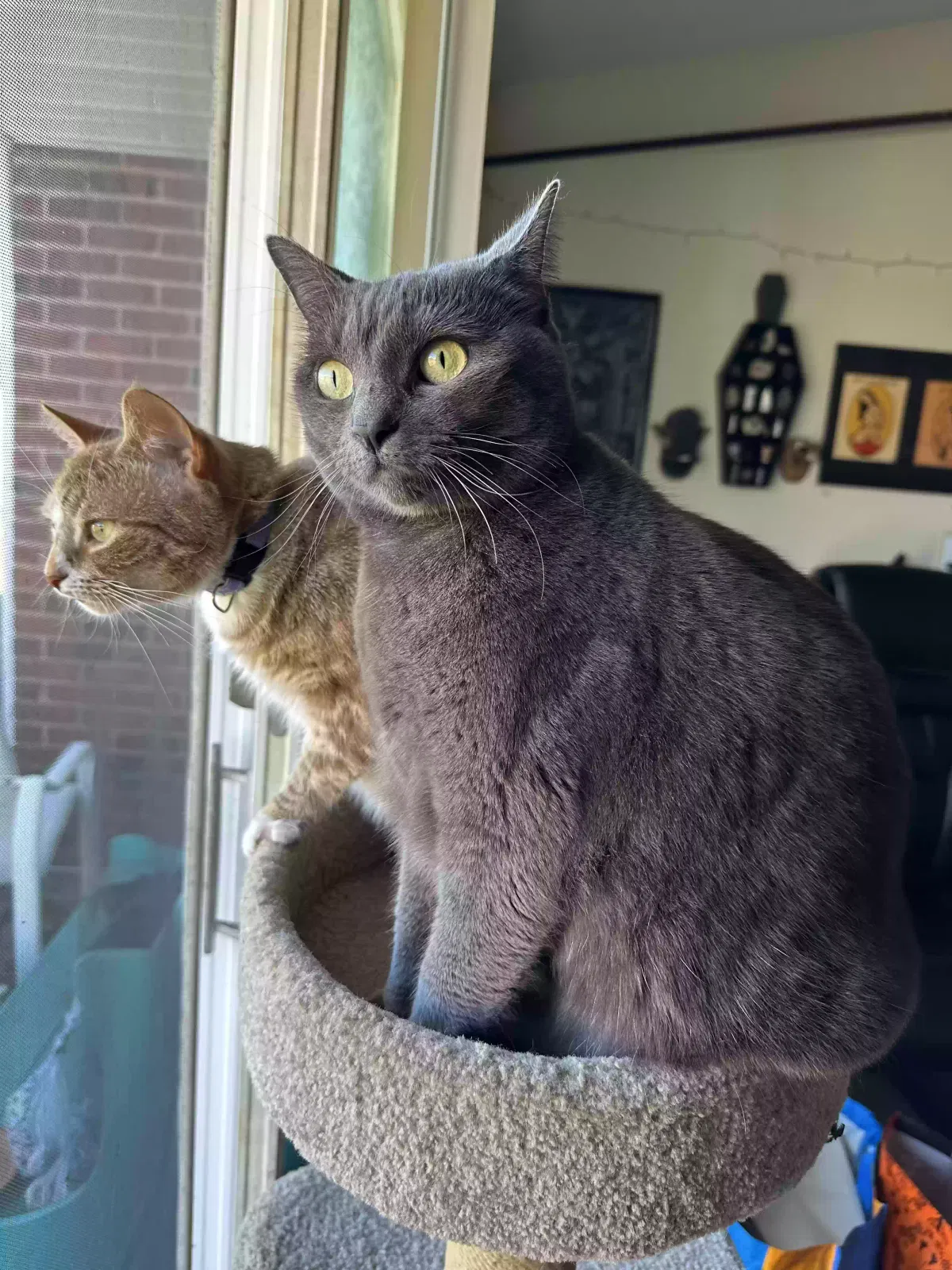 Lost cat in Manchester, CT, 6042
