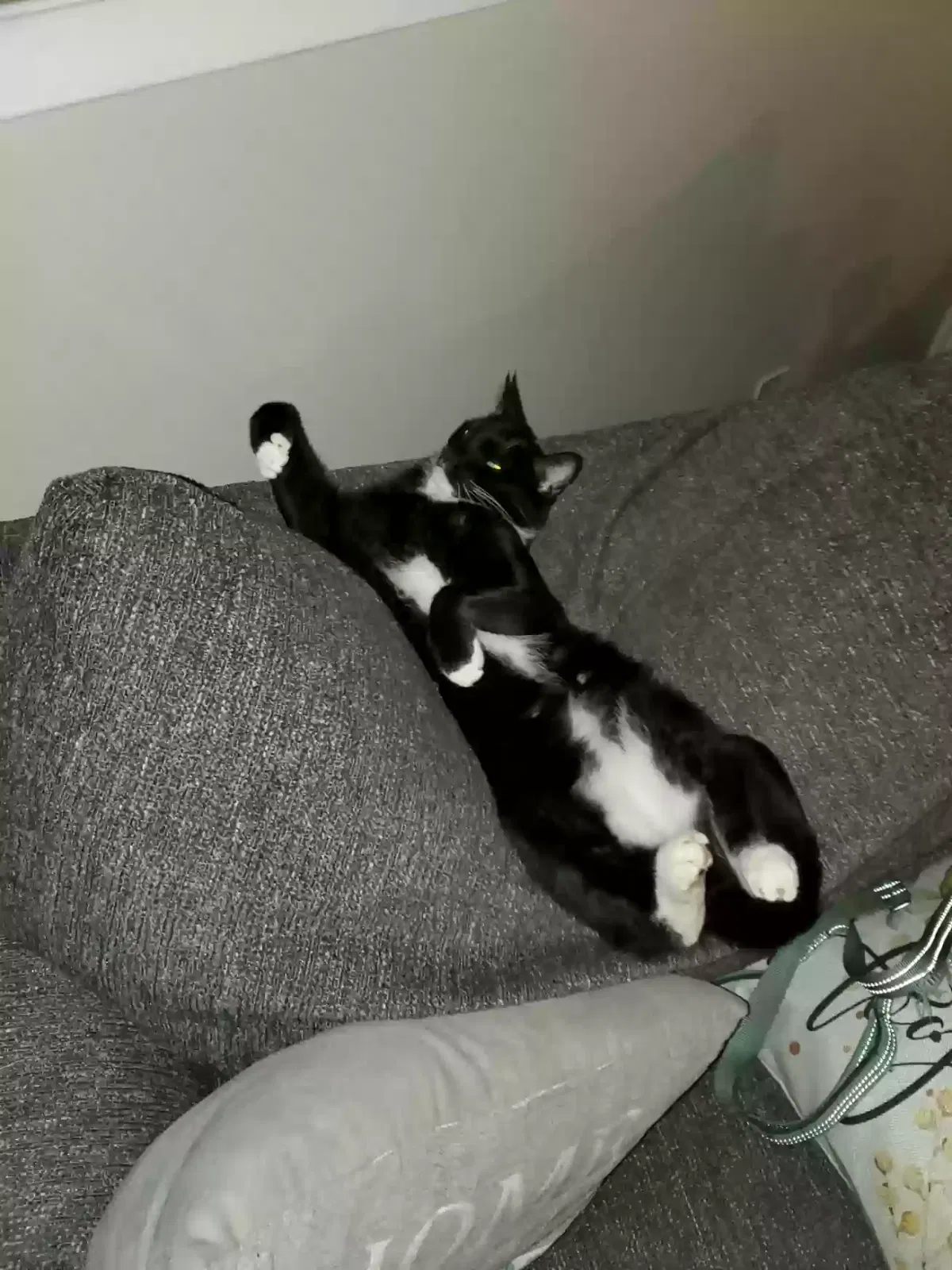 Lost cat in Winston Salem, NC, 27103