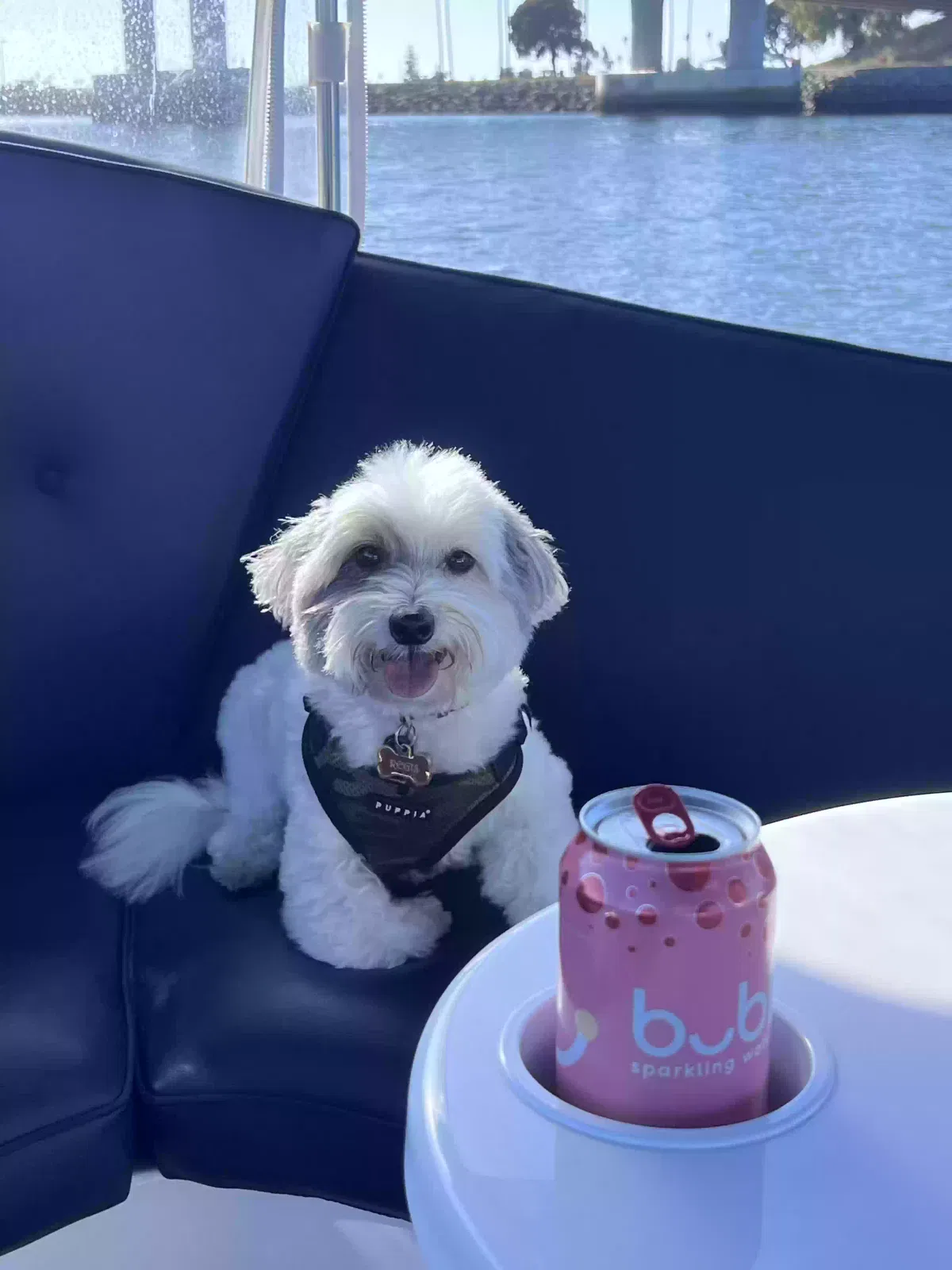 Lost dog in San Diego, CA, 92131