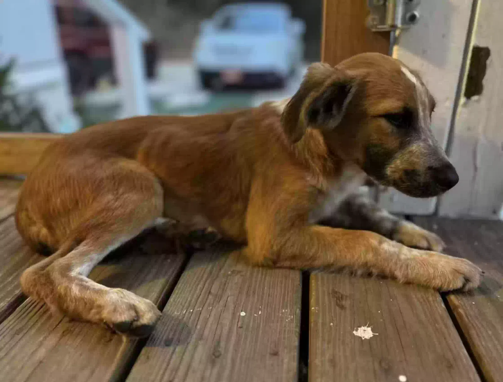 Found dog in Cherokee, NC, 28719