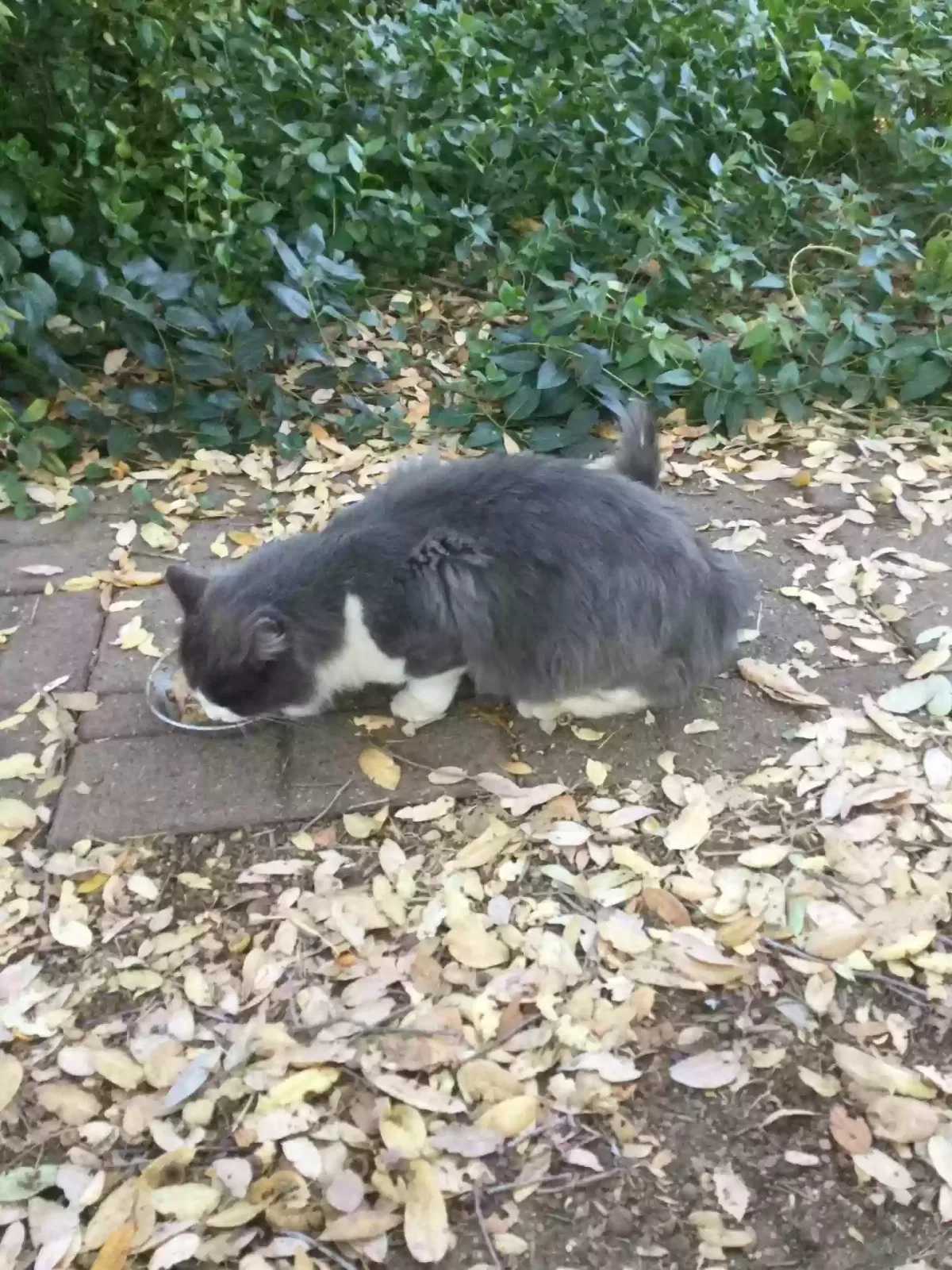 Found cat in Mariposa, CA, 95338