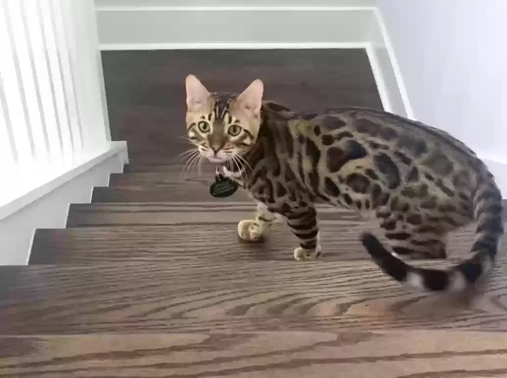 Lost cat in Mount Pleasant, SC, 29466