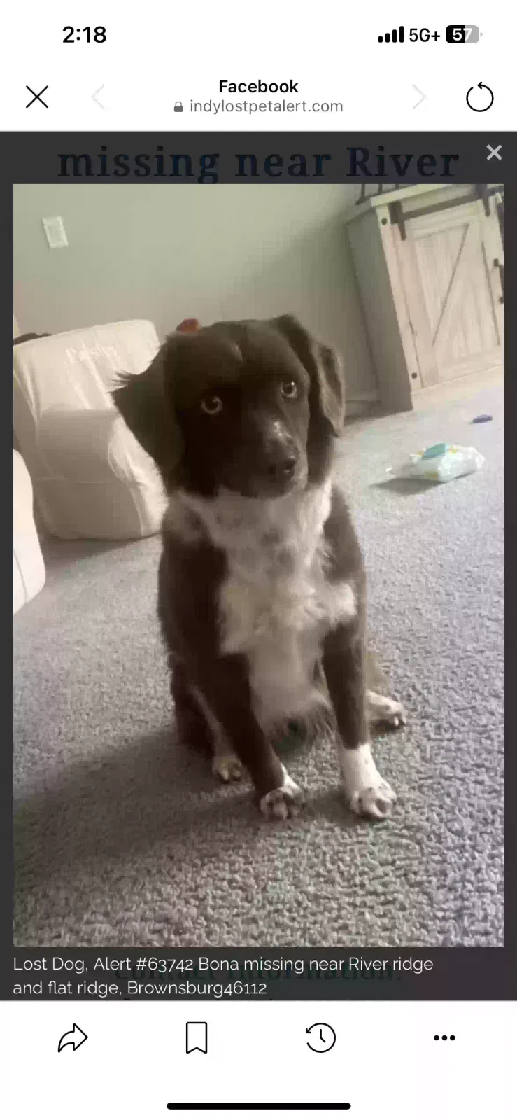 Lost dog in Brownsburg, IN, 46112