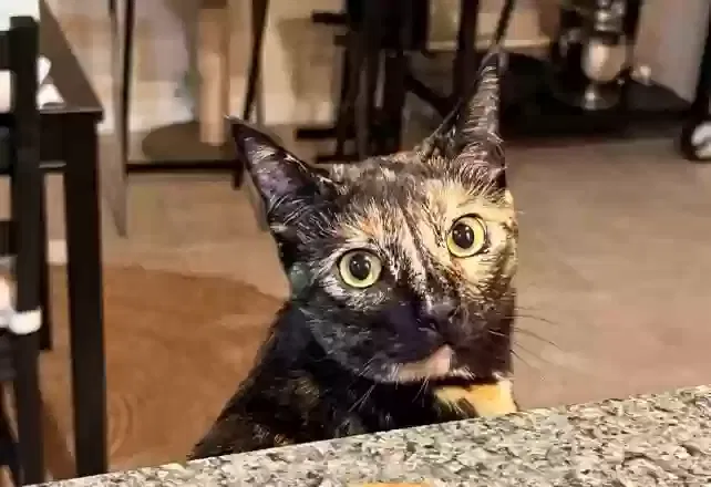 Lost cat in Henderson, NV, 89011