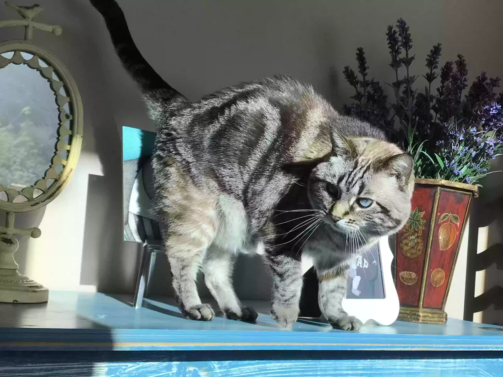 Lost cat in Phoenix, AZ, 85028