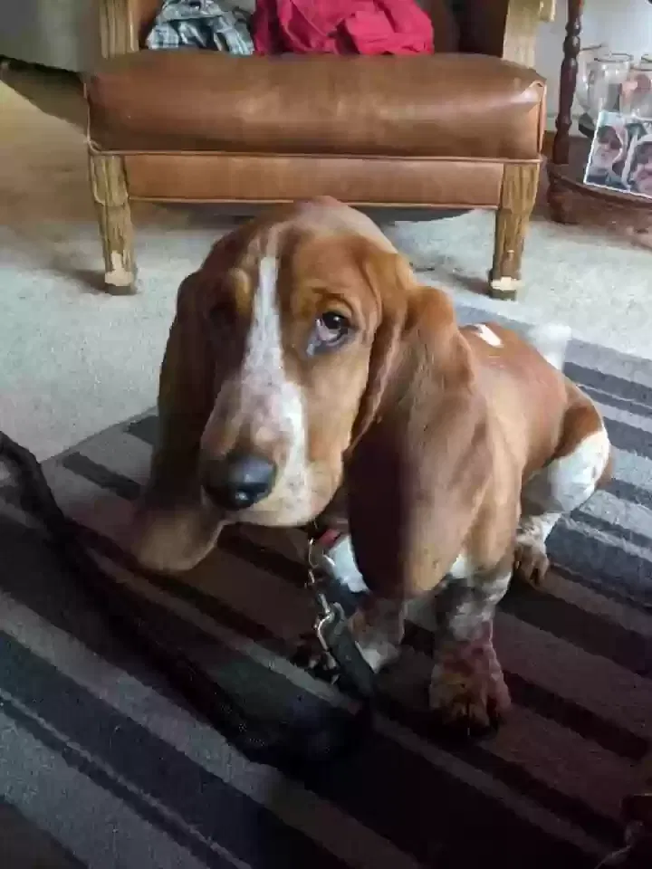 Lost dog in Brinkhaven, OH, 43006