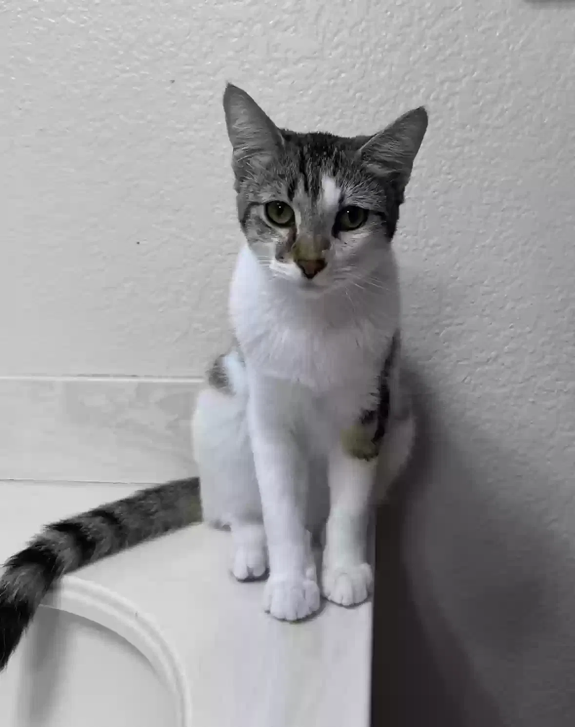 Lost cat in Anaheim, CA, 92804