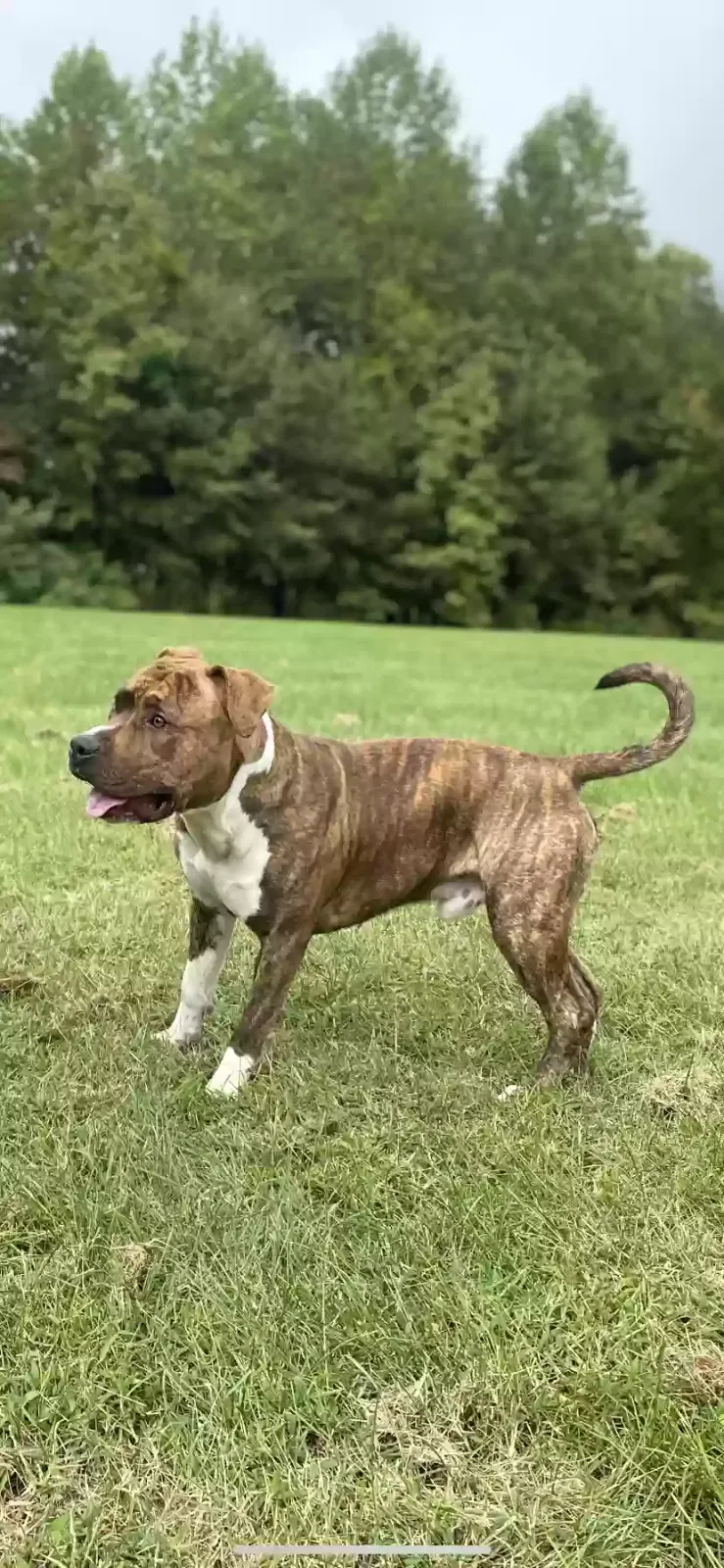 Lost dog in Upper Marlboro, MD, 20772