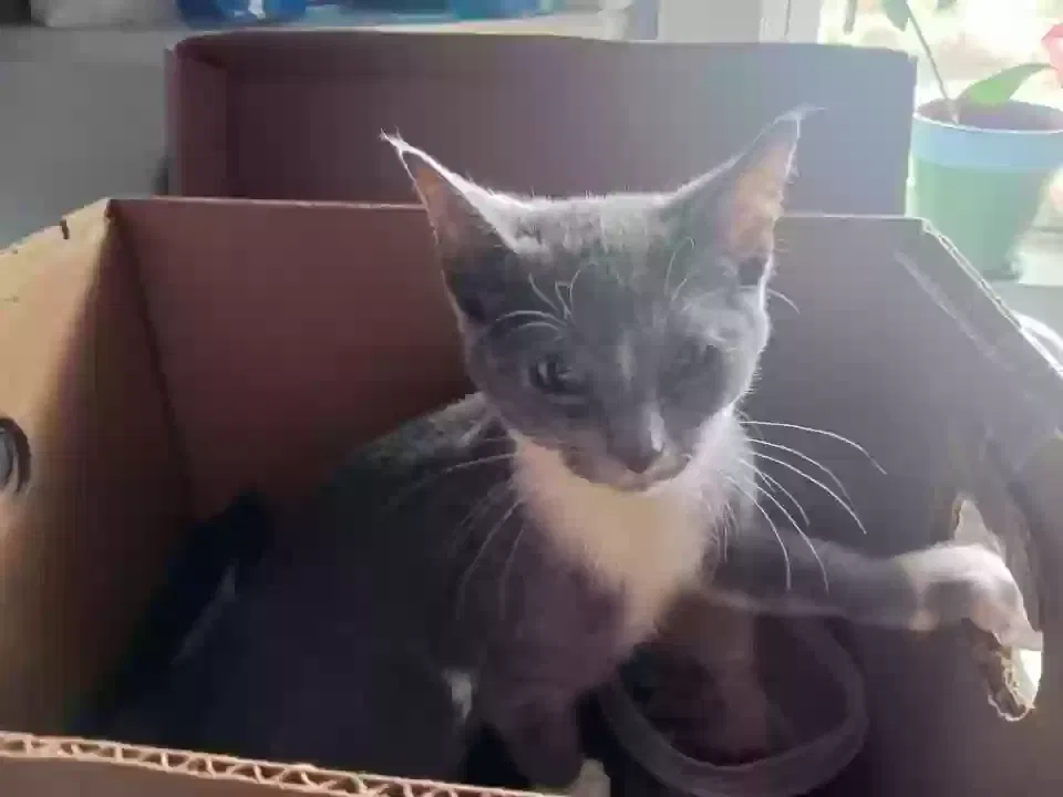 Found cat in Glenbeulah, WI, 53023