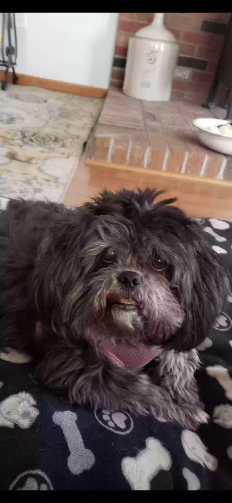 Lost dog in Castle Rock, CO, 80104