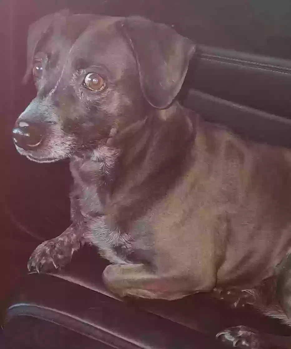 Lost dog in Oklahoma City, OK, 73110