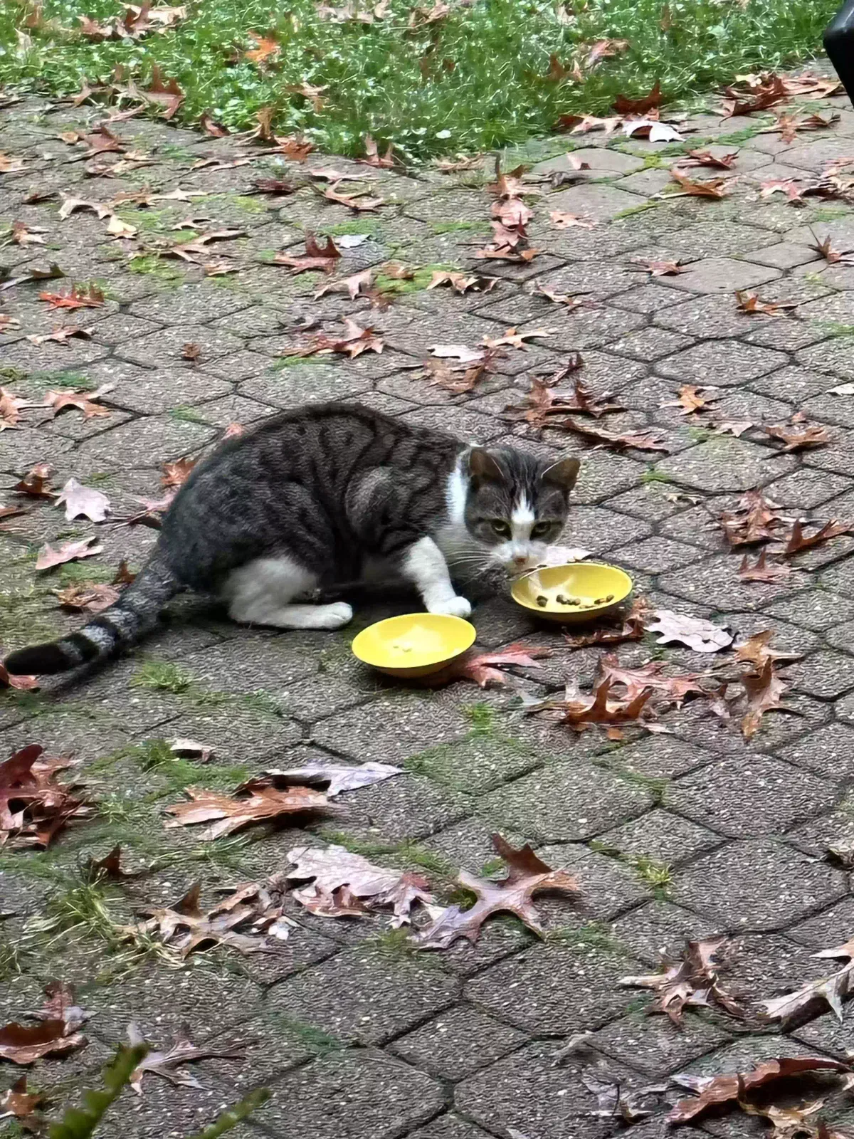 Found cat in Butler, PA, 16002