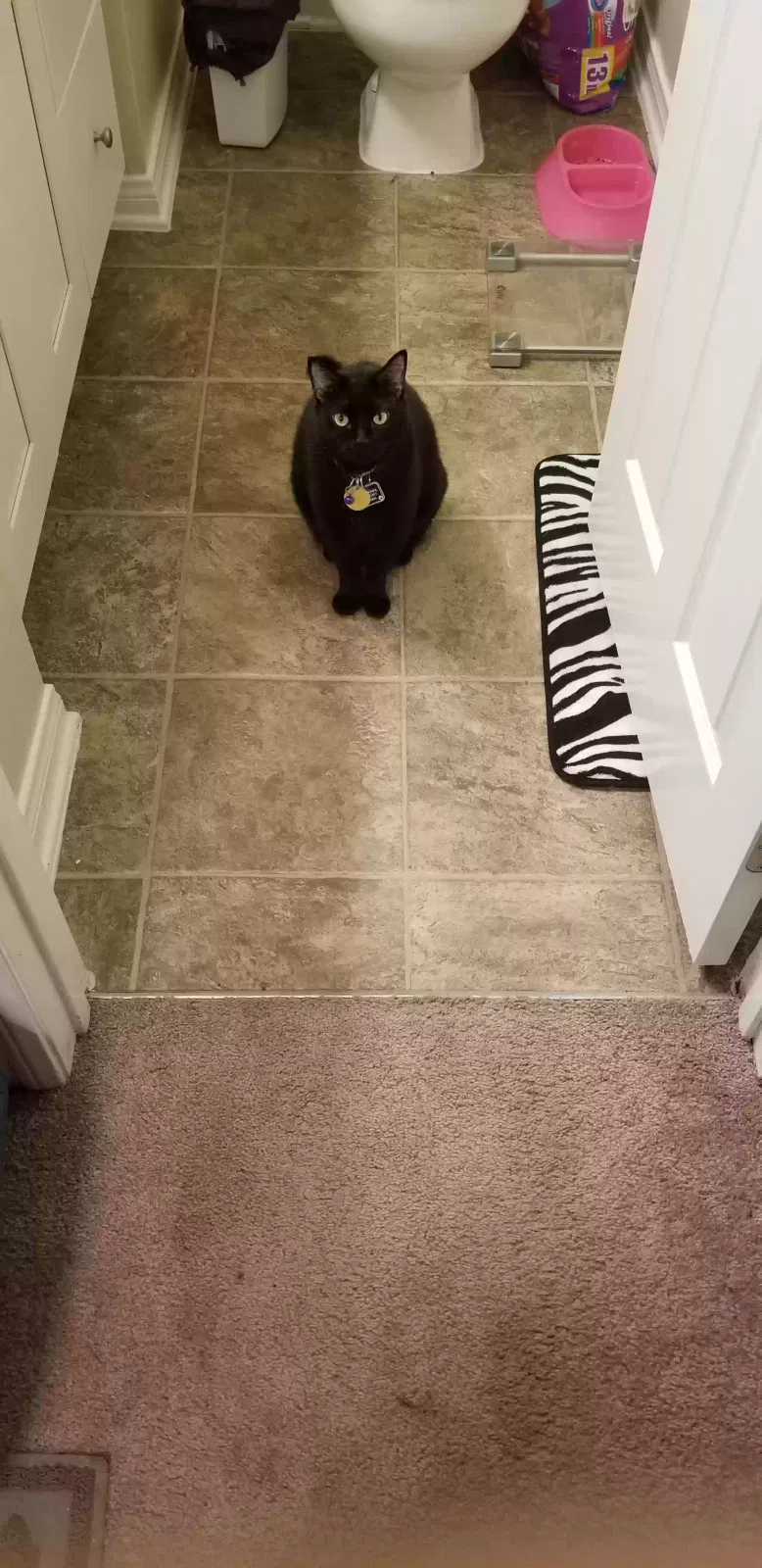 Lost cat in Costa Mesa, CA, 92627