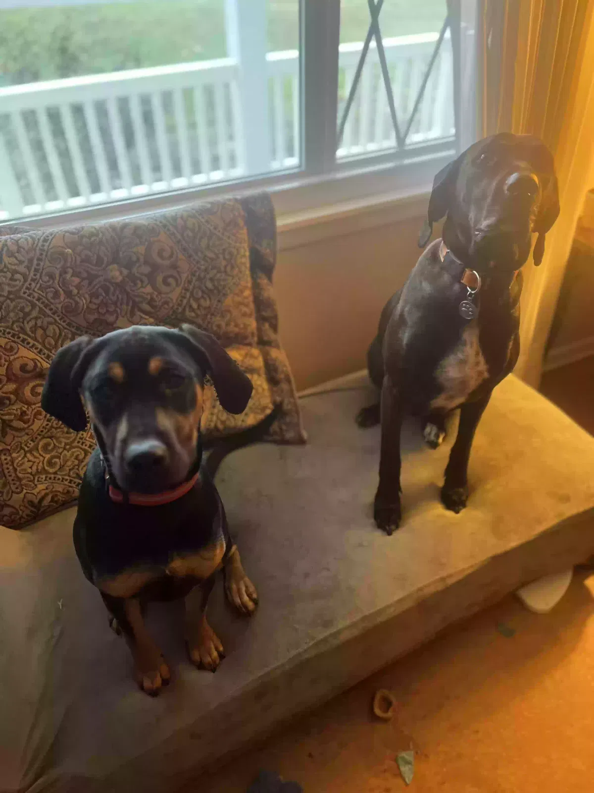 Lost dog in Massillon, OH, 44647