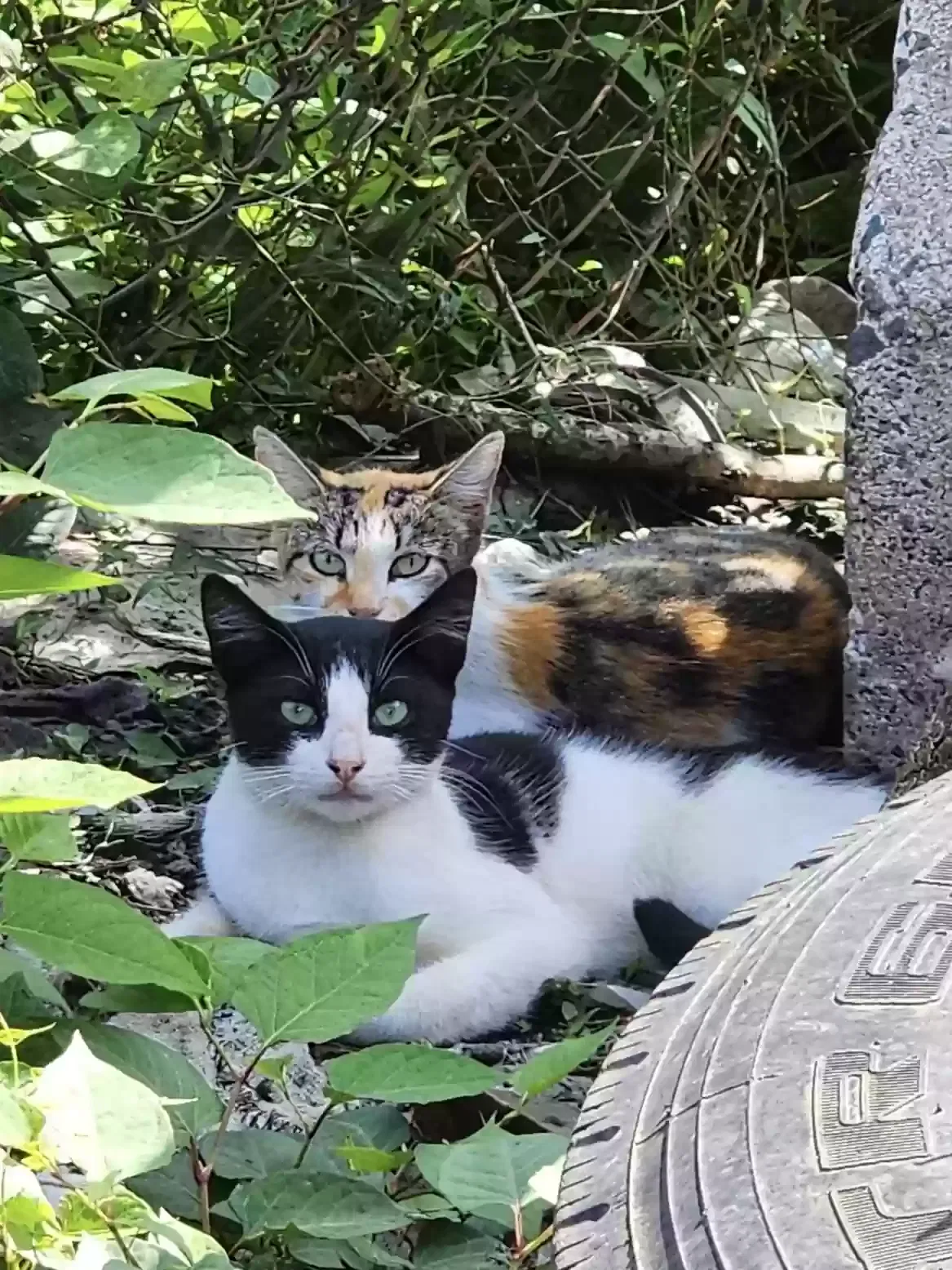 Lost cat in Littlestown, PA, 17340