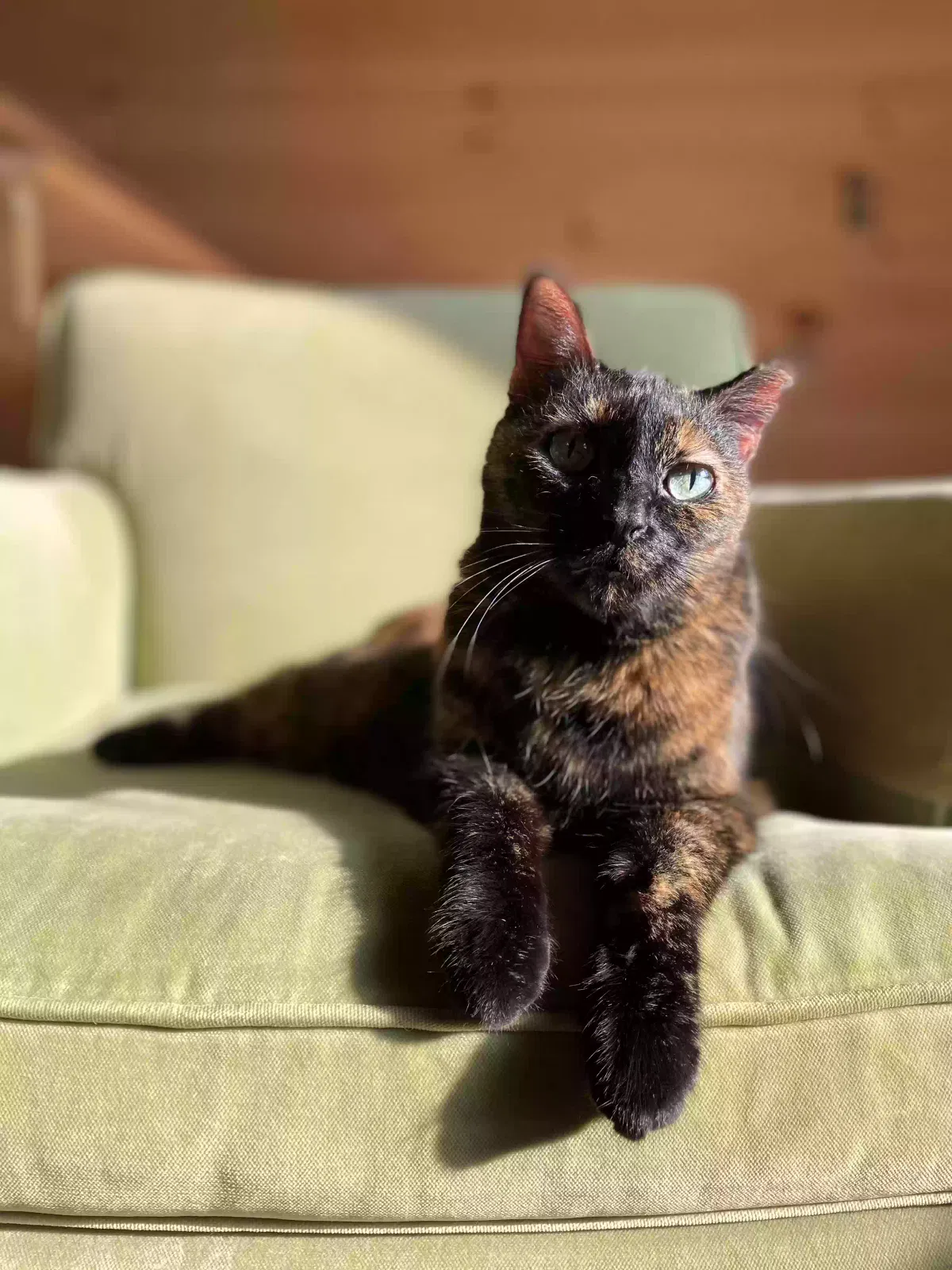 Lost cat in Melrose, MA, 2176