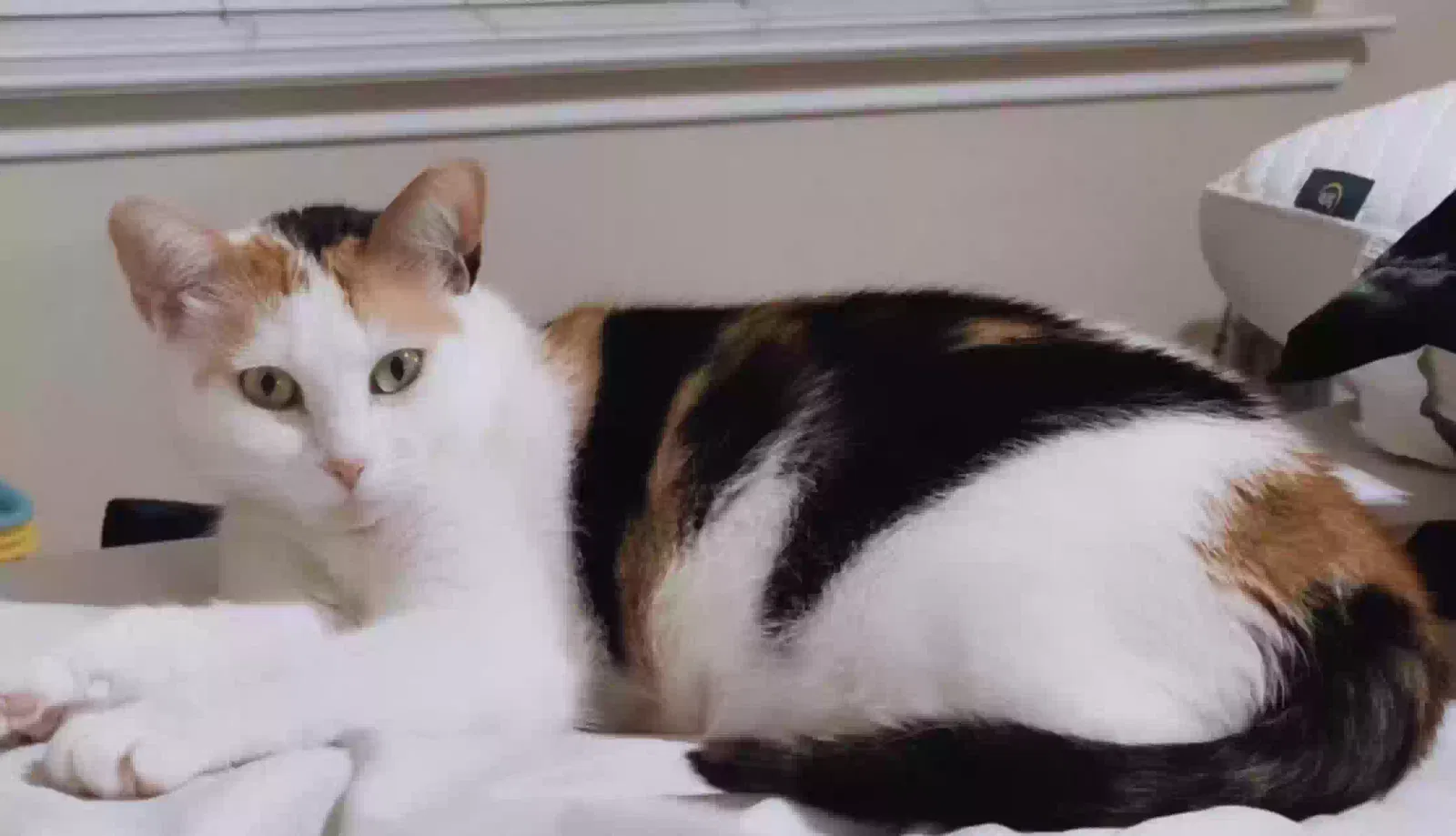 Lost cat in Houston, TX, 77082