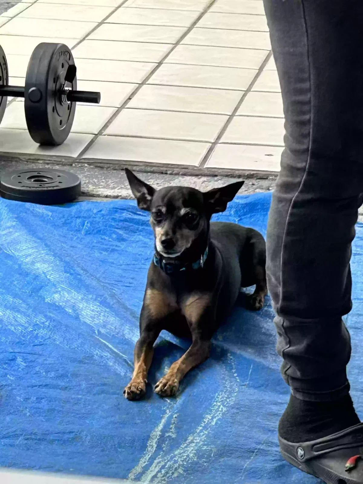 Lost dog in Homestead, FL, 33033