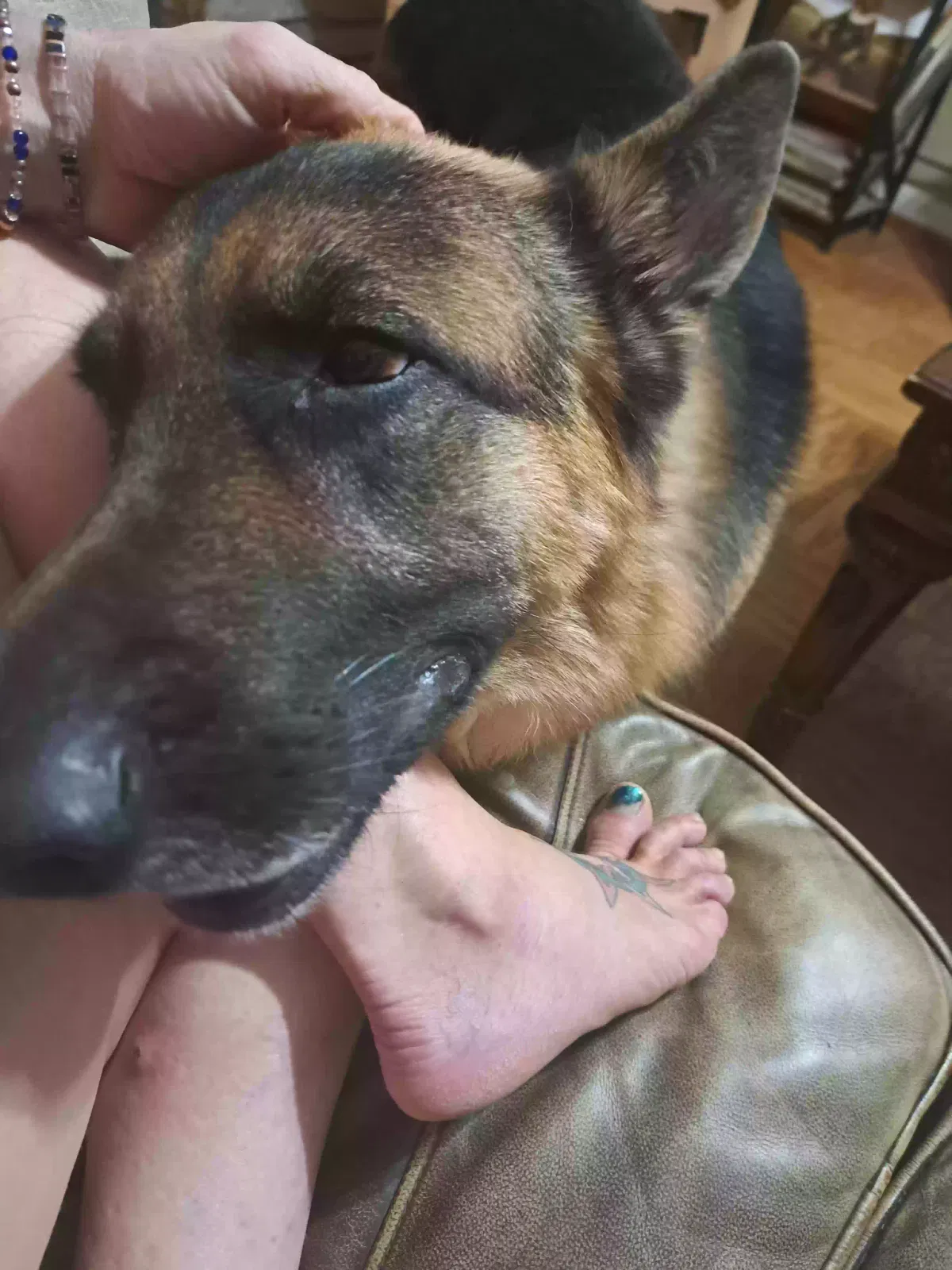 Lost dog in San Antonio, TX, 78228